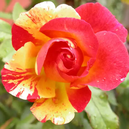 Trandafiri Floribunda - Trandafiri - Citrus Splash™ - 